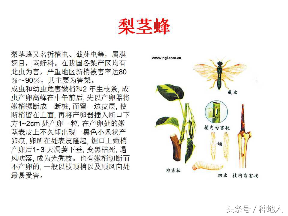 梨樹病蟲害防治,梨樹病蟲害防治時間表
