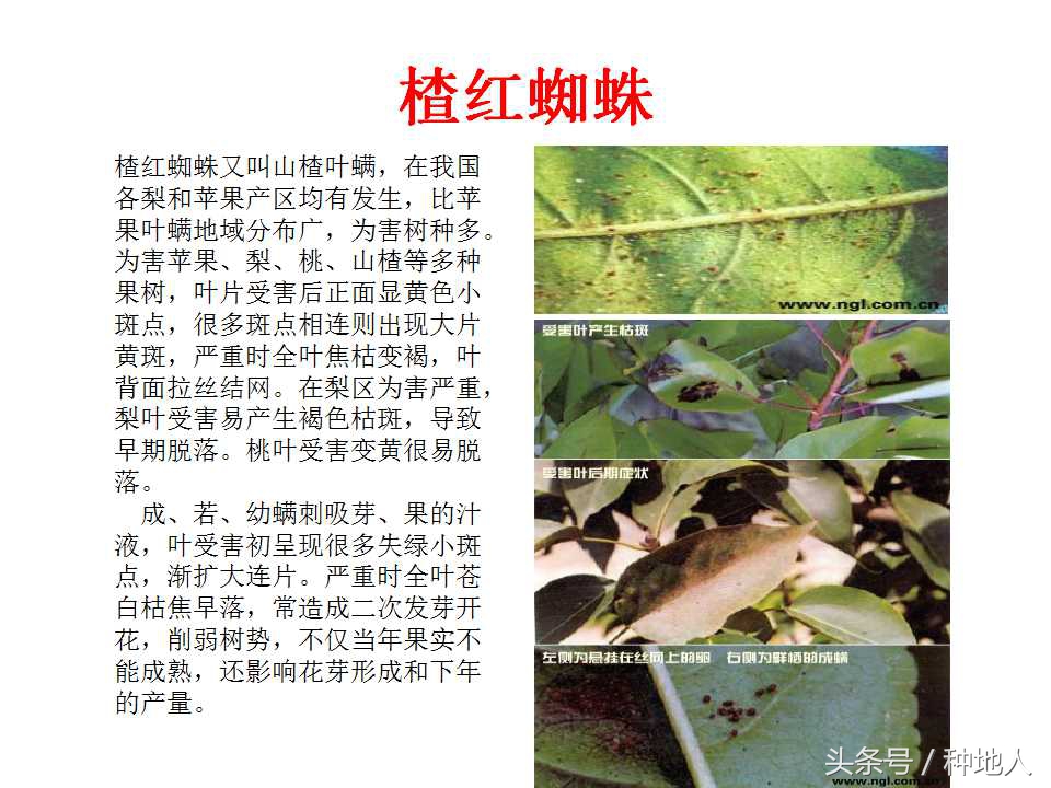 梨樹病蟲害防治,梨樹病蟲害防治時間表