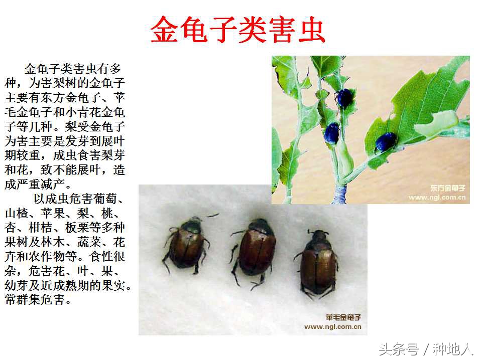 梨樹病蟲害防治,梨樹病蟲害防治時間表