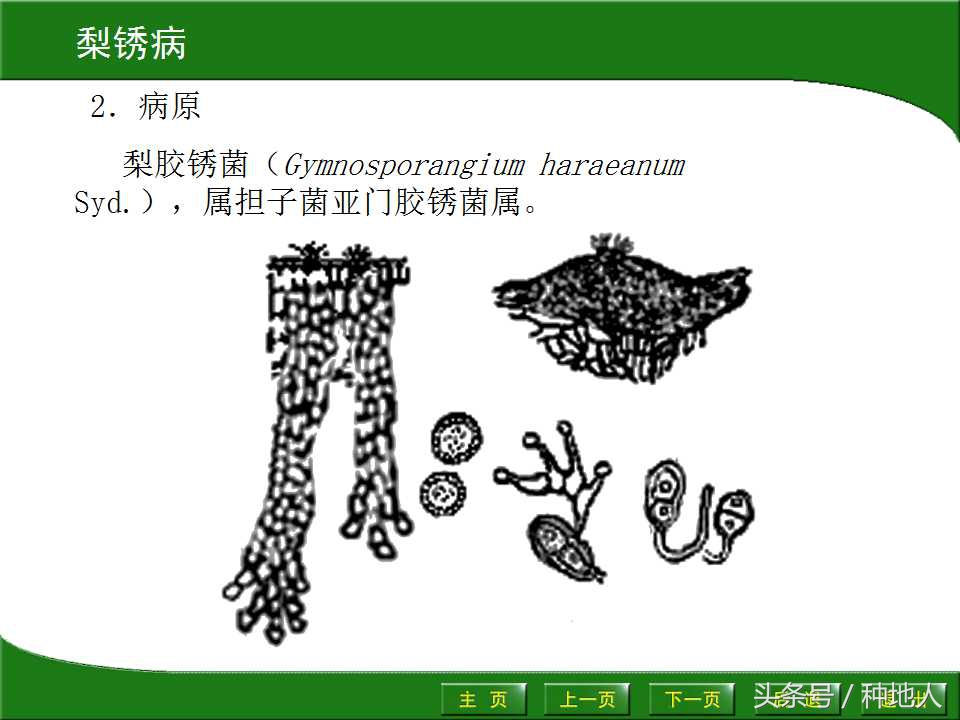 梨樹病蟲害防治,梨樹病蟲害防治時間表