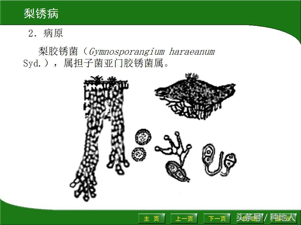 梨树病虫害防治,梨树病虫害防治时间表