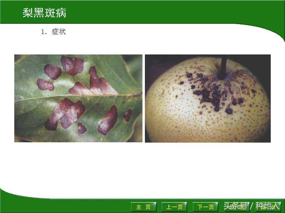 梨樹病蟲害防治,梨樹病蟲害防治時間表