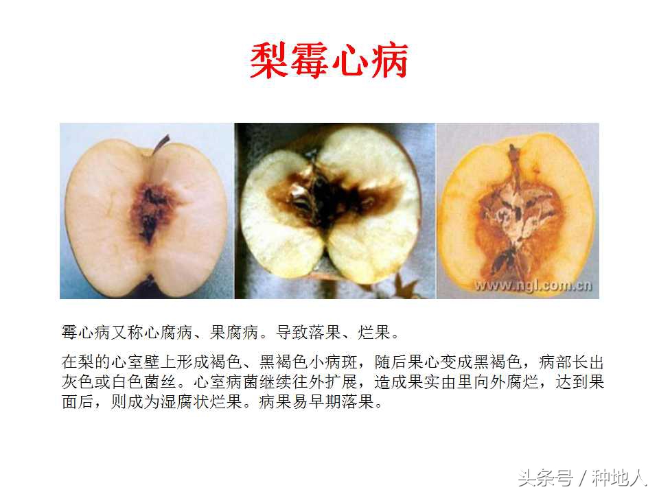 梨樹病蟲害防治,梨樹病蟲害防治時間表