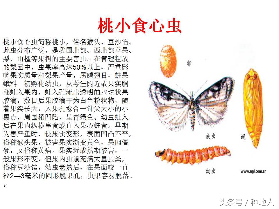 梨樹病蟲害防治,梨樹病蟲害防治時間表