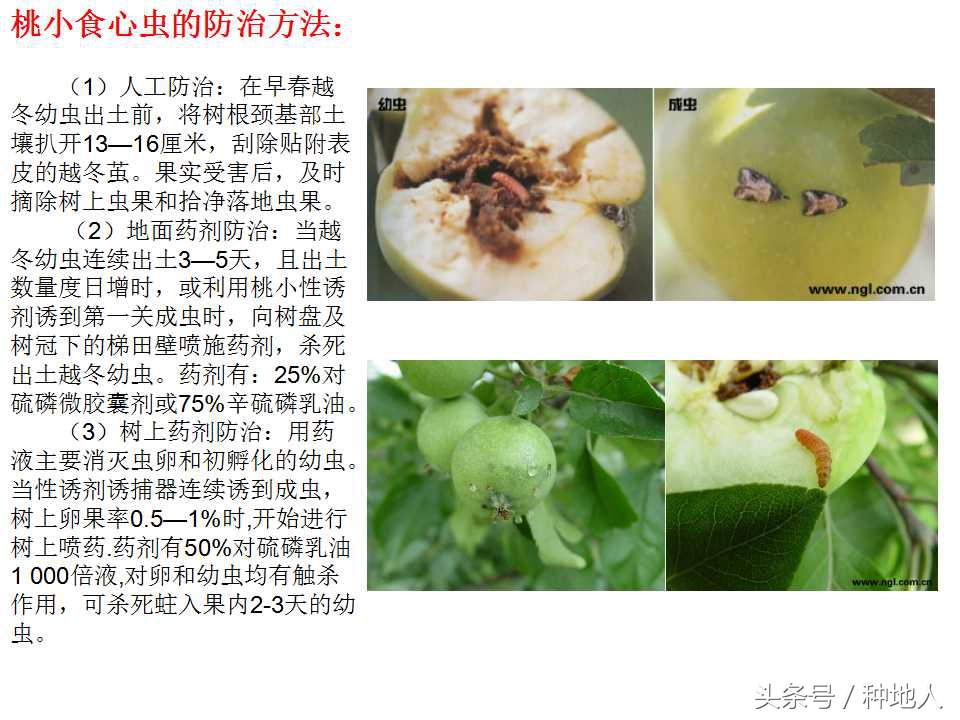 梨樹病蟲害防治,梨樹病蟲害防治時間表