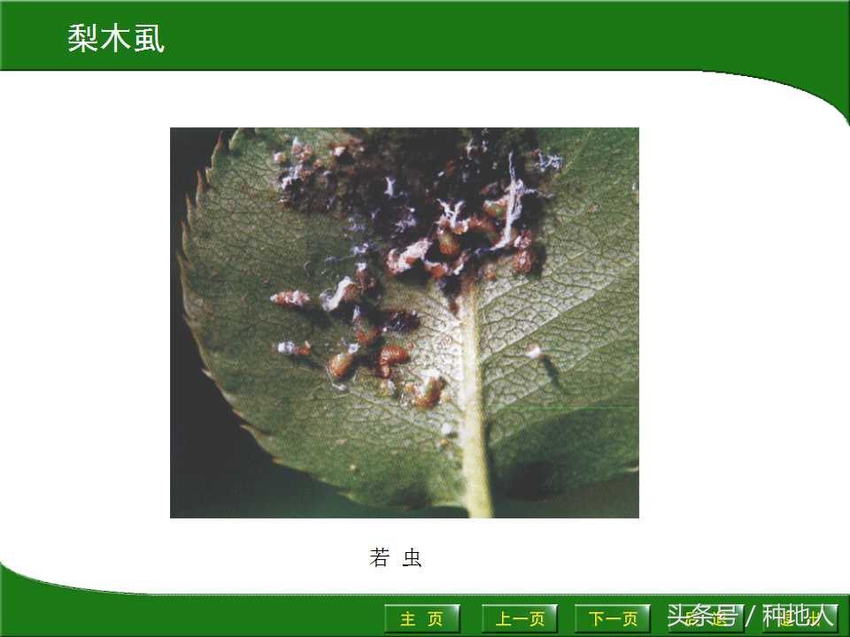 梨樹病蟲害防治,梨樹病蟲害防治時間表