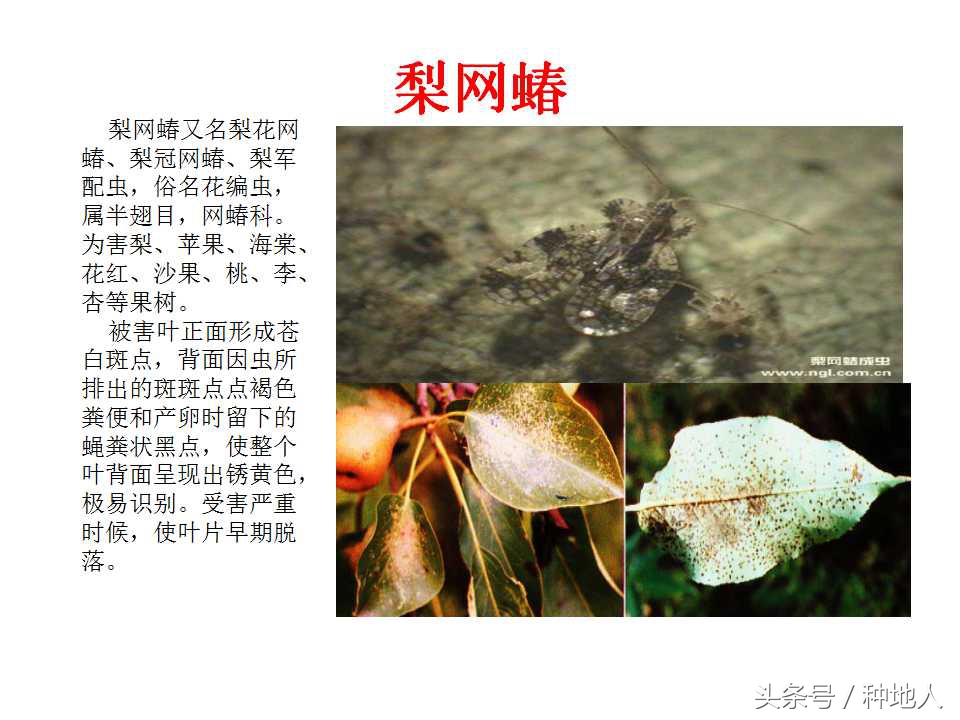 梨樹病蟲害防治,梨樹病蟲害防治時間表