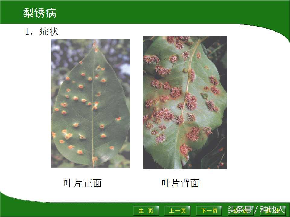 梨樹病蟲害防治,梨樹病蟲害防治時間表