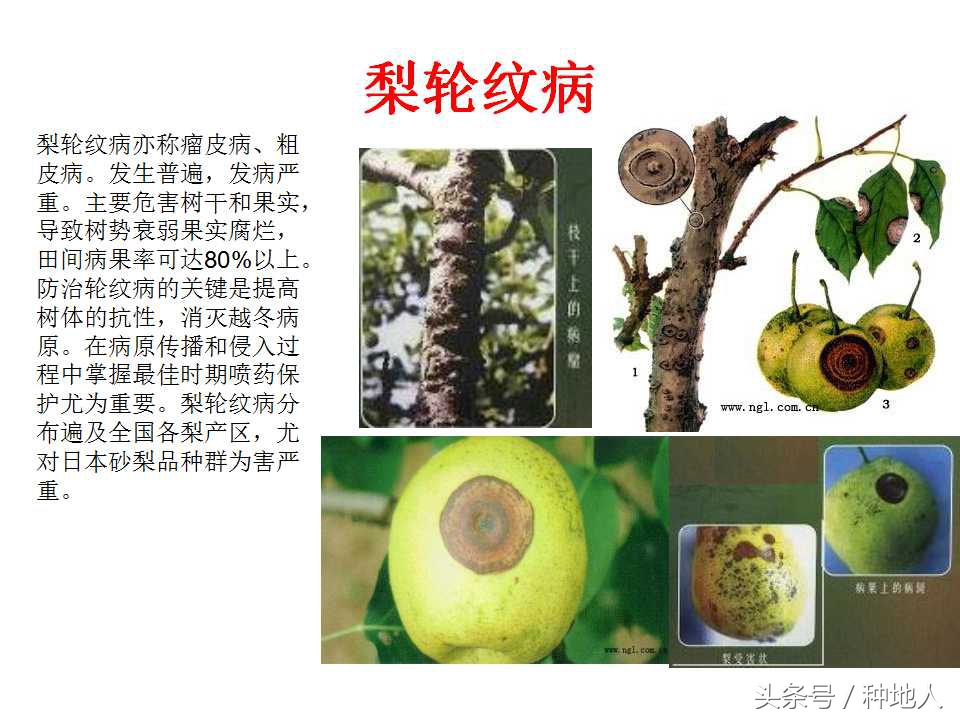 梨樹病蟲害防治,梨樹病蟲害防治時間表