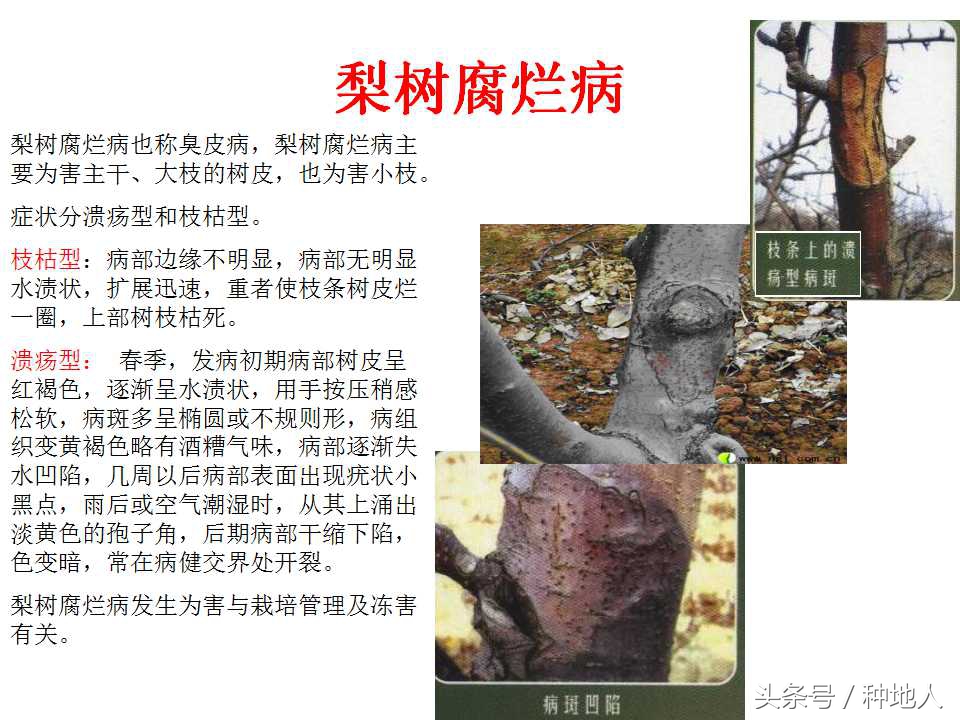 梨樹病蟲害防治,梨樹病蟲害防治時間表