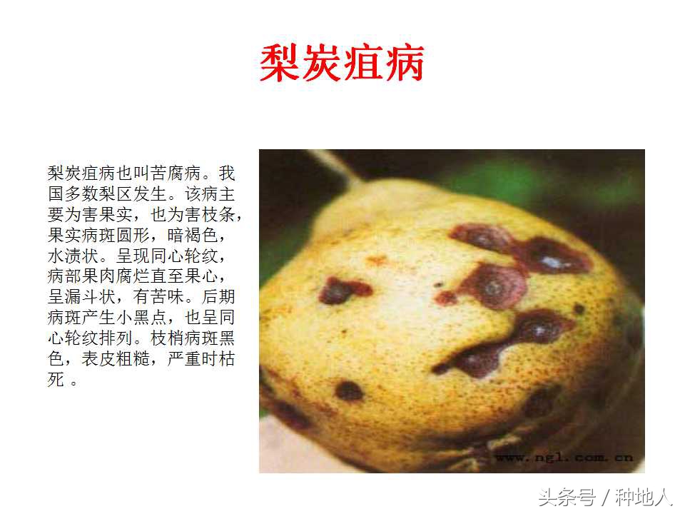 梨樹病蟲害防治,梨樹病蟲害防治時間表