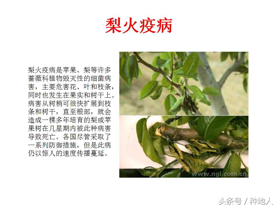 梨樹病蟲害防治,梨樹病蟲害防治時間表