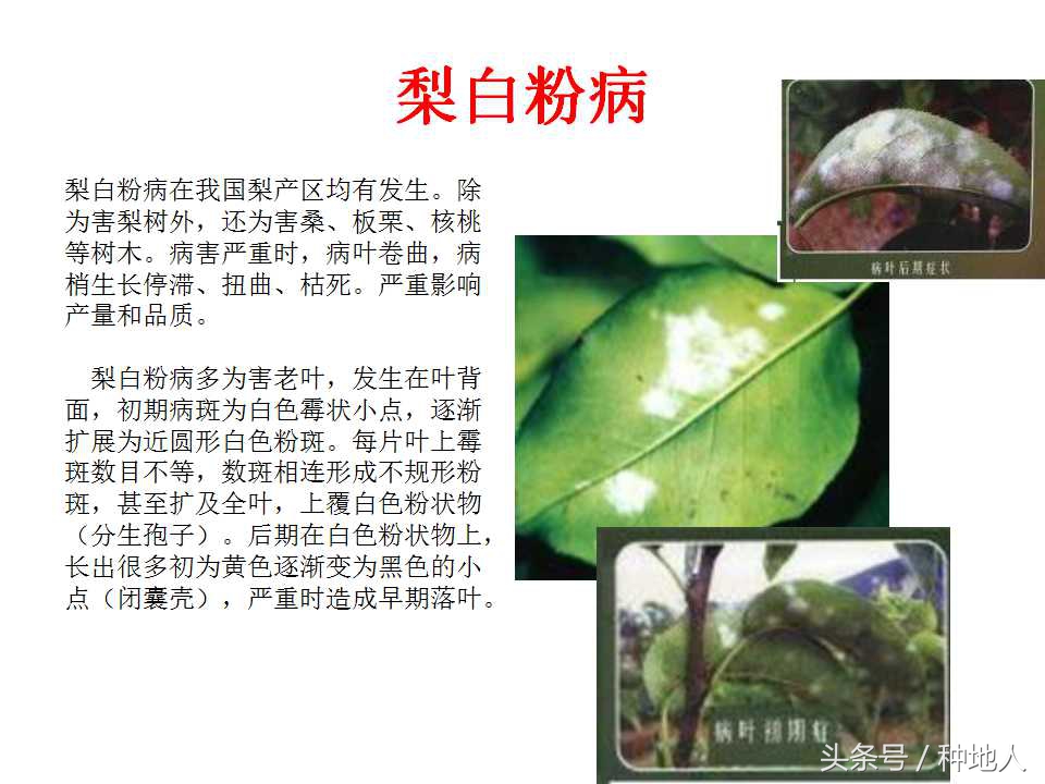 梨樹病蟲害防治,梨樹病蟲害防治時間表