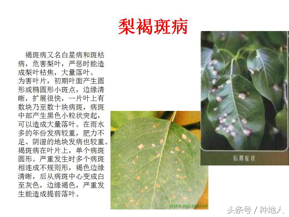 梨樹病蟲害防治,梨樹病蟲害防治時間表