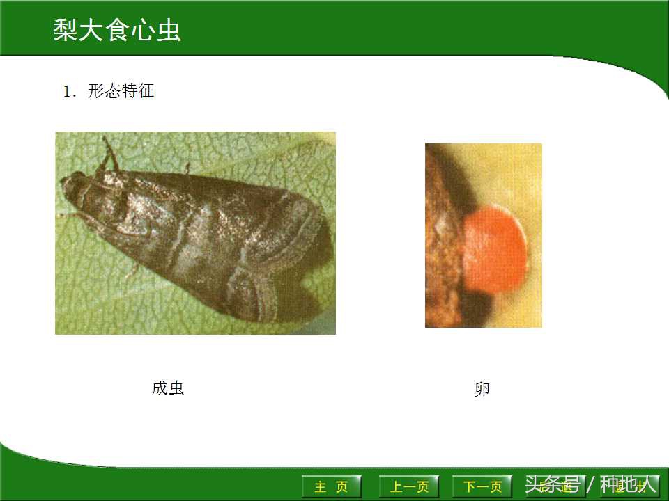 梨樹病蟲害防治,梨樹病蟲害防治時間表