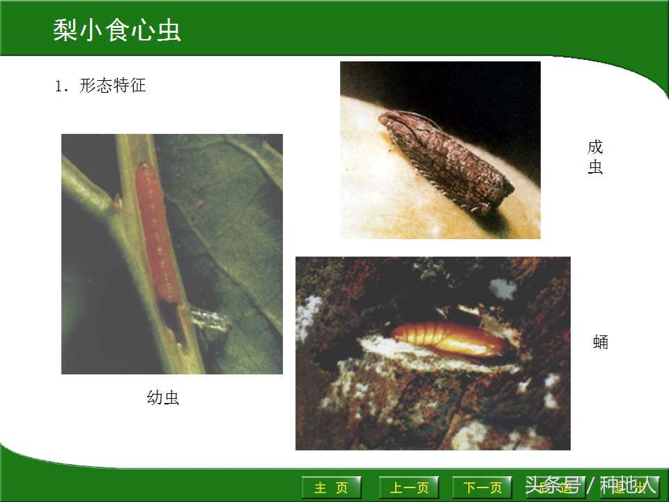 梨樹病蟲害防治,梨樹病蟲害防治時間表