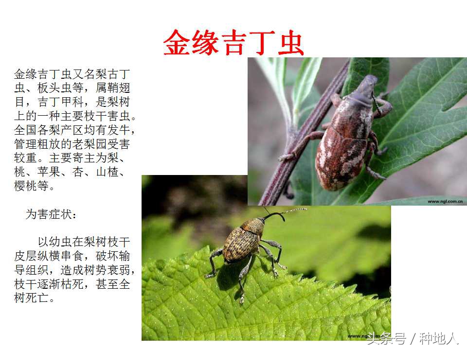 梨樹病蟲害防治,梨樹病蟲害防治時間表