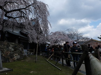 悦本堂 灸减肥招聘赶（粉粉樱花季浓浓少女心）