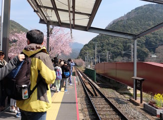 悦本堂 灸减肥招聘赶（粉粉樱花季浓浓少女心）