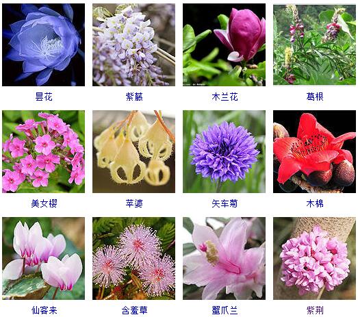 世界上有什么花(宝藏干货花卉的品种大全)