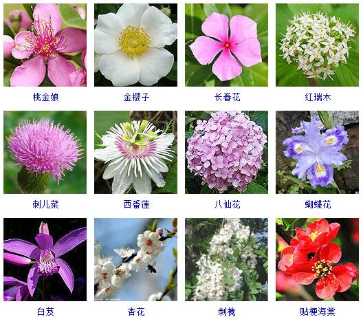 世界上的花名字图片