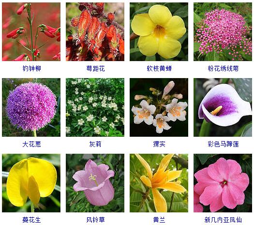 北方花卉品种大全图片