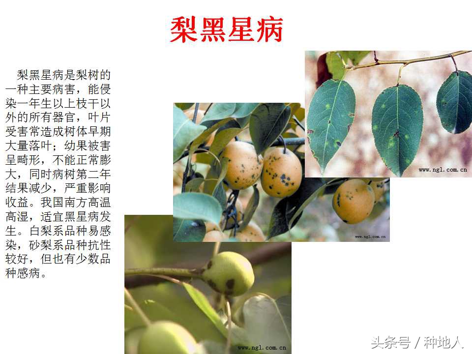 梨樹病蟲害防治,梨樹病蟲害防治時間表