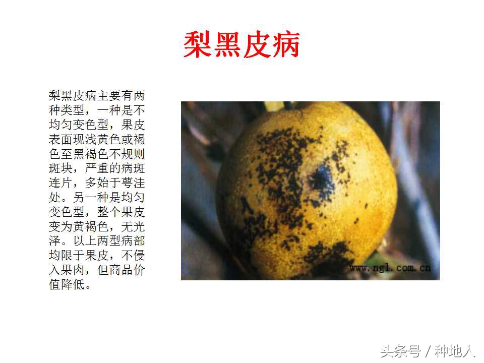梨樹病蟲害防治,梨樹病蟲害防治時間表