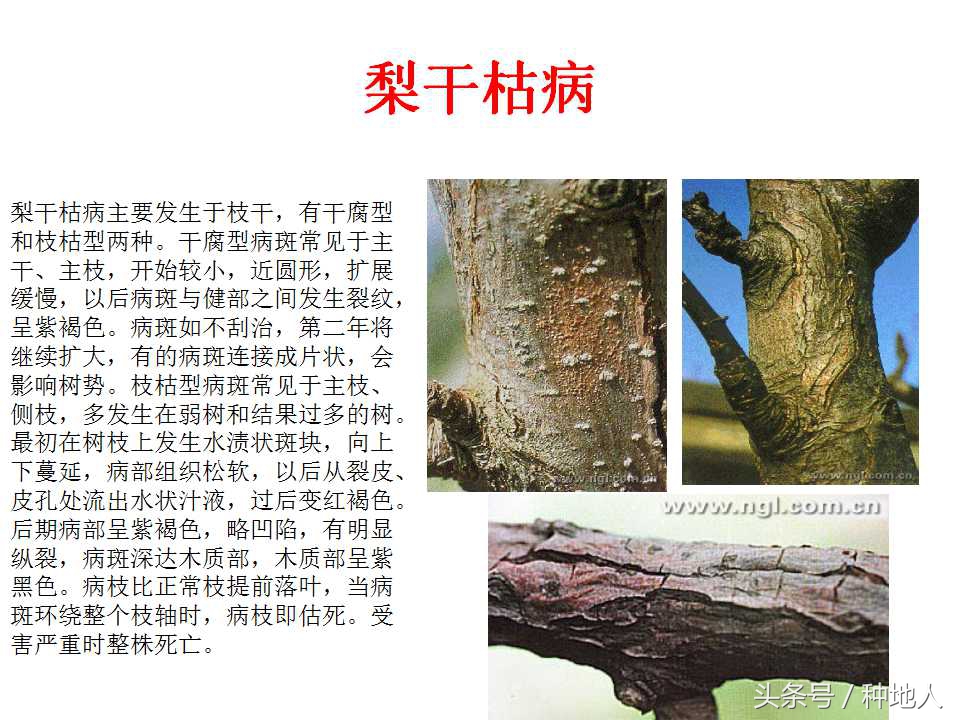 梨樹病蟲害防治,梨樹病蟲害防治時間表