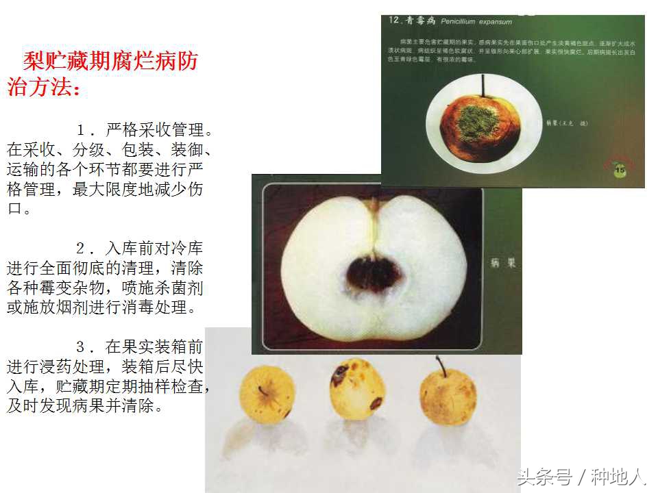 梨樹病蟲害防治,梨樹病蟲害防治時間表