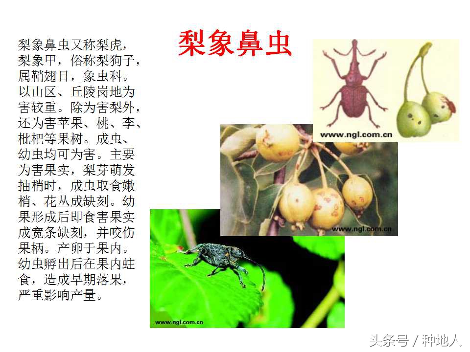 梨樹病蟲害防治,梨樹病蟲害防治時間表