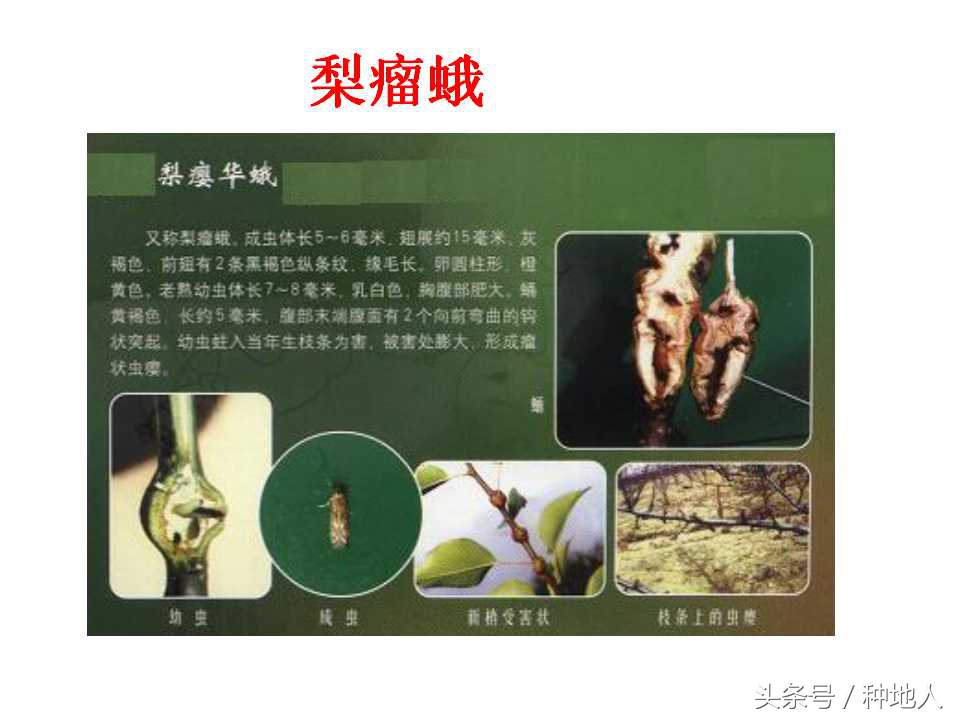 梨樹病蟲害防治,梨樹病蟲害防治時間表