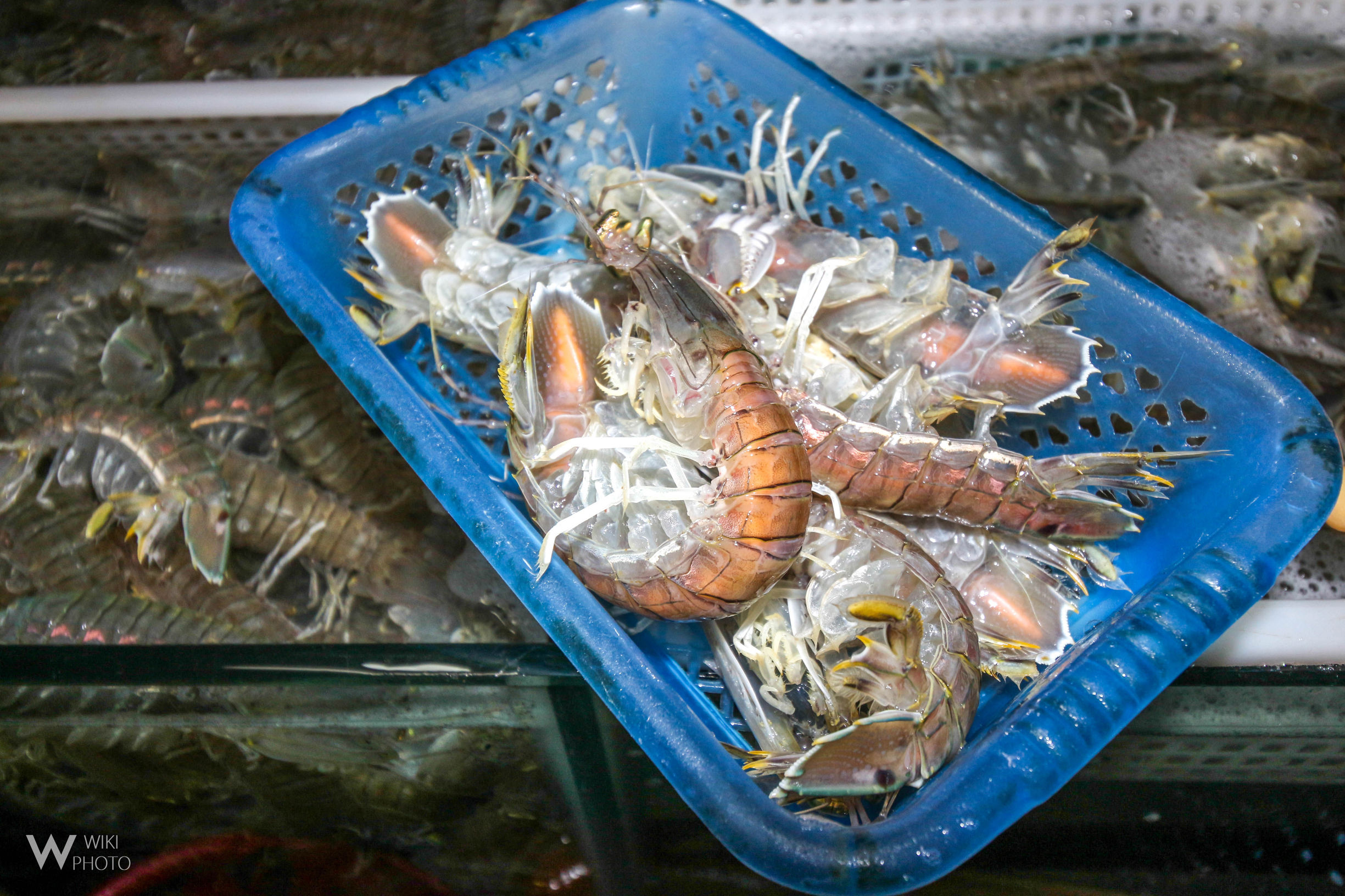 三亚青衣鱼多少钱一斤(三亚第一市场) - 价格百科