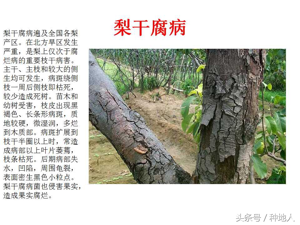 梨樹病蟲害防治,梨樹病蟲害防治時間表