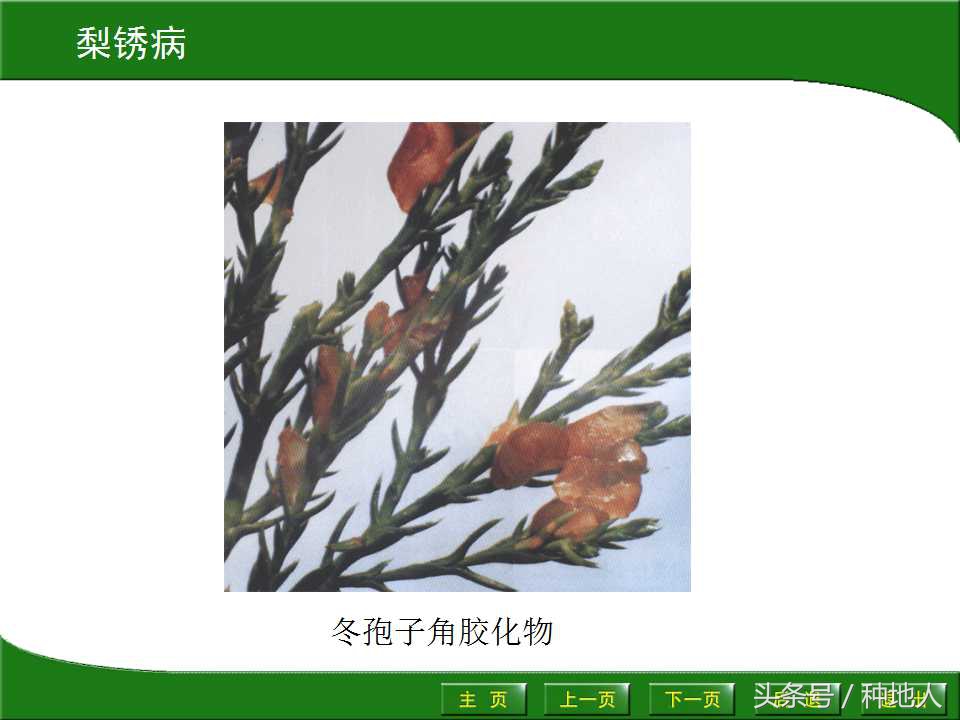 梨樹病蟲害防治,梨樹病蟲害防治時間表
