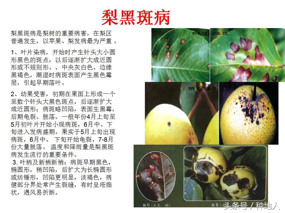 梨樹病蟲害防治,梨樹病蟲害防治時間表