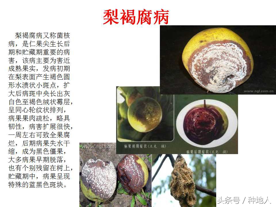梨樹病蟲害防治,梨樹病蟲害防治時間表