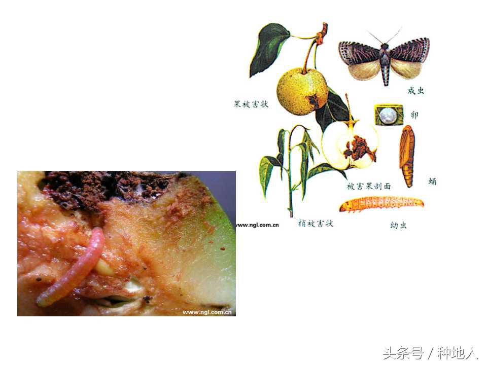 梨樹病蟲害防治,梨樹病蟲害防治時間表