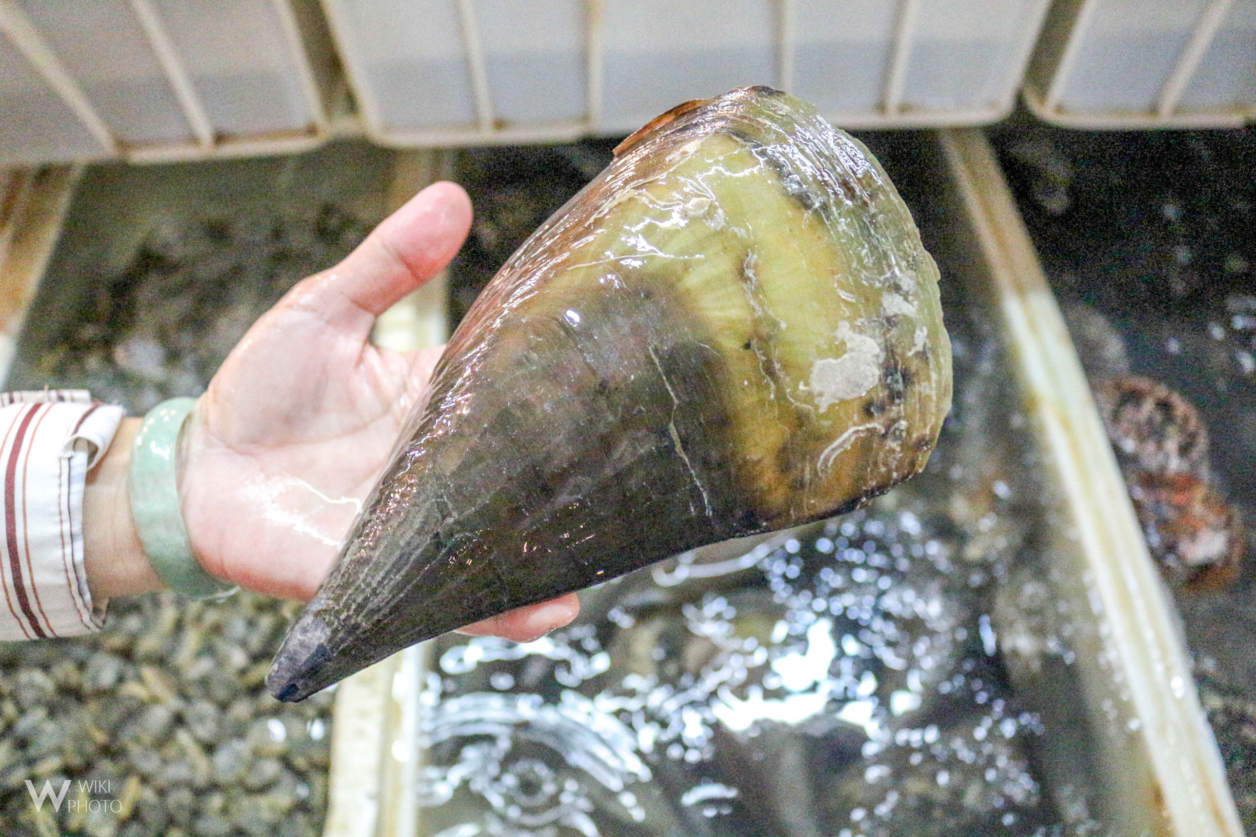 三亚青衣鱼多少钱一斤(三亚第一市场) - 价格百科