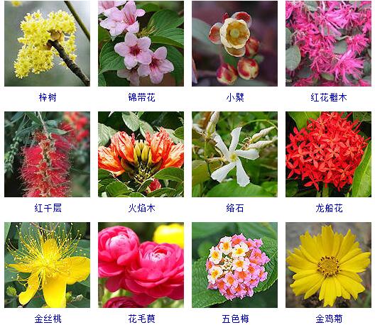世界上有什么花(宝藏干货花卉的品种大全)