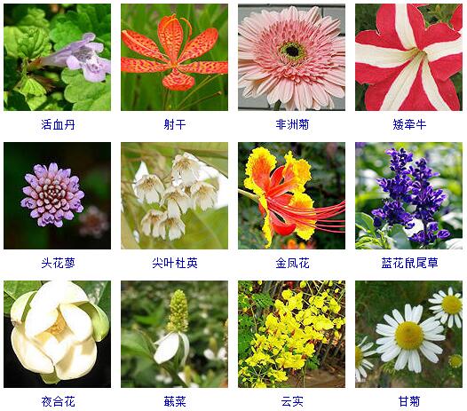 世界上的花名字图片