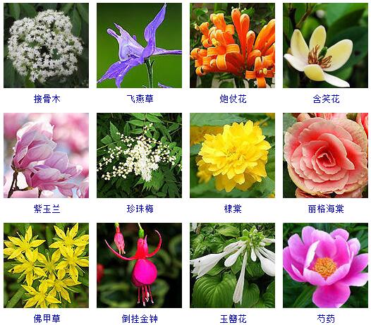 各种鲜花图片大全名字图片