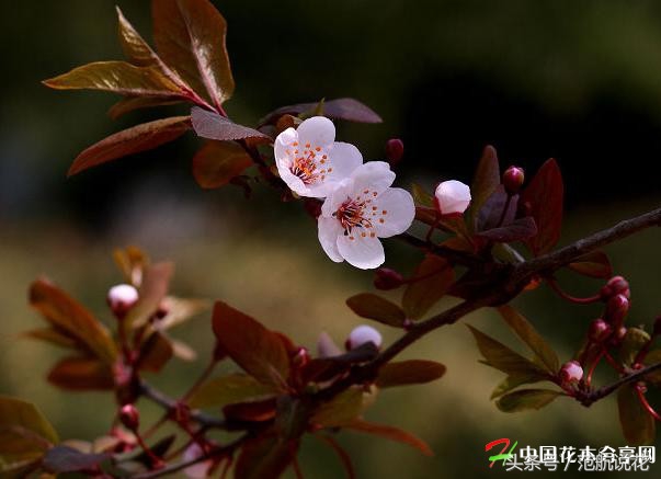 乔木有哪些树种（园林绿化中常用的30种乔木）