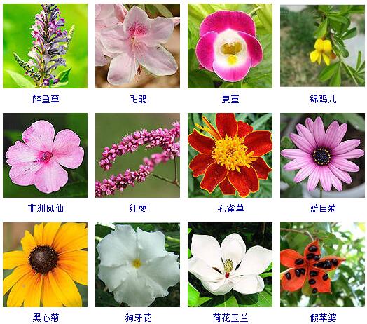 常见的花朵图片及名字图片