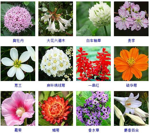 10000种花图片