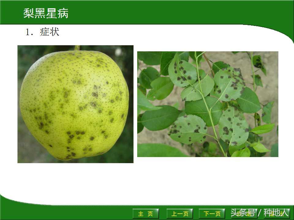 梨樹病蟲害防治,梨樹病蟲害防治時間表