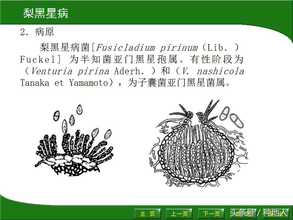 梨樹病蟲害防治,梨樹病蟲害防治時間表