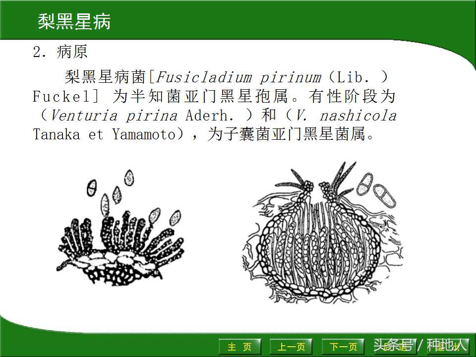 梨树病虫害防治,梨树病虫害防治时间表