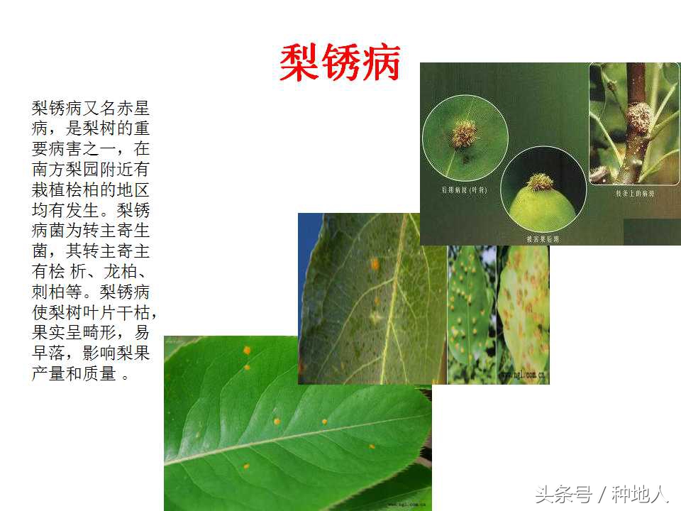 梨樹病蟲害防治,梨樹病蟲害防治時間表