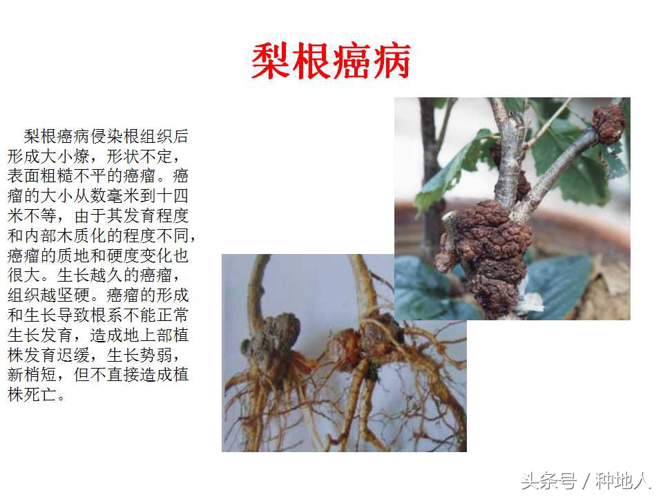 梨樹病蟲害防治,梨樹病蟲害防治時間表
